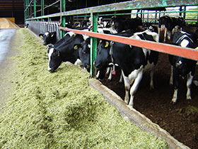 market-cows